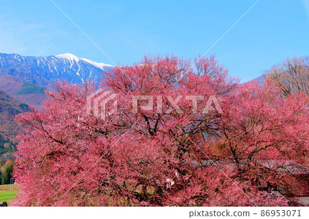 美麗的櫻花,伊那櫻花,花草編織的彩紙 美麗的櫻花,伊那櫻花,花草編織的彩紙 86953071