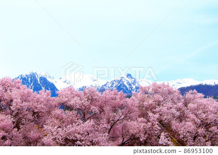 Beautiful cherry blossoms, Ina cherry blossoms, colored paper woven by flowers and plants Beautiful cherry blossoms, Ina cherry blossoms, colored paper woven by flowers and plants 86953100