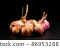 Whole group pile ingredient of fresh onion garlic group isolated on black background 86953288
