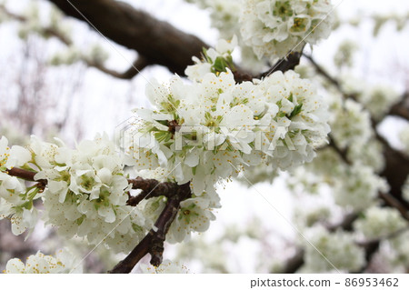 美麗的花朵,春天的伊娜花,花草編織的彩紙 美麗的花朵,春天的伊娜花,花草編織的彩紙 86953462