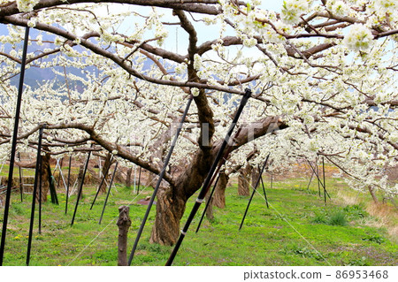 Beautiful flowers, spring Ina flowers, colored paper woven by flowers and plants Beautiful flowers, spring Ina flowers, colored paper woven by flowers and plants 86953468