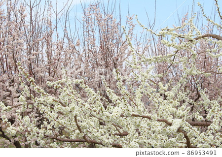 Beautiful flowers, spring Ina flowers, colored paper woven by flowers and plants Beautiful flowers, spring Ina flowers, colored paper woven by flowers and plants 86953491