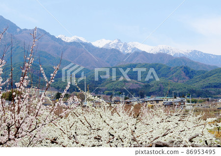 美麗的花朵,春天的伊娜花,花草編織的彩紙 美麗的花朵,春天的伊娜花,花草編織的彩紙 86953495