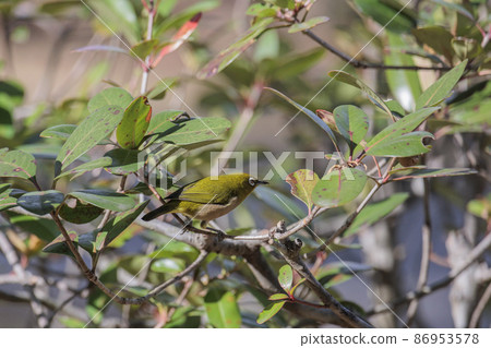 棲息在樹枝上唱歌食物的白眼 11 月東京 86953578