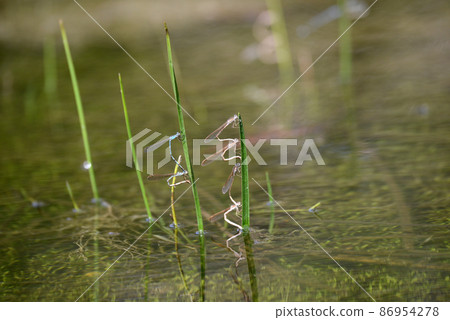 Spawning of Siberian Winter Damselfly and Siberian Winter Damselfly 86954278