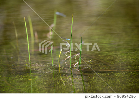 Spawning of Siberian Winter Damselfly and Siberian Winter Damselfly 86954280