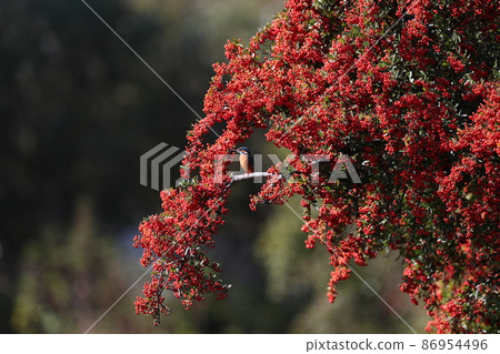 Pyracanthus and Kingfisher Pyracanthus and Kingfisher 86954496