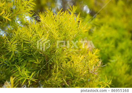 Flax-leaved Paperbark is a Melaleuca tree species with fragrant leaves Flax-leaved Paperbark is a Melaleuca tree species with fragrant leaves 86955168
