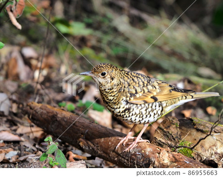 鵪鶉“日式形象”（京都） 86955663