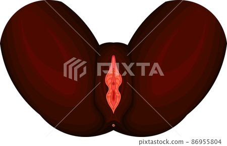女性生殖器官 2(外生殖器) 種族 黑色 女性生殖器官 2(外生殖器) 種族 黑色 86955804