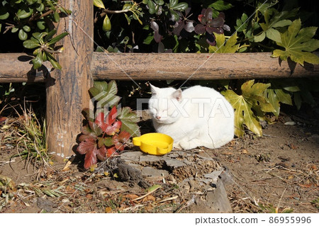White Cat White Cat 86955996