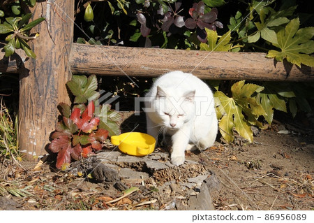 White Cat White Cat 86956089