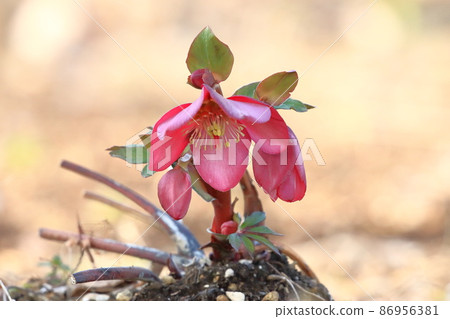 Red Christmas rose 86956381