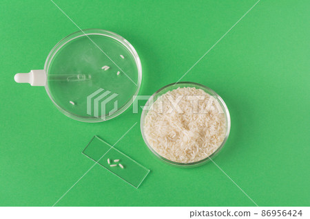 Making rice water for skin care face. Pipette on medical glass and petri dish with rice water 86956424