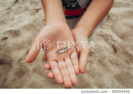 Children's hands hold a small fish. Fisher boy. Weekend in nature 86956446