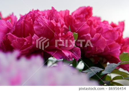 Gorgeous red and pink winter peony in winter 86956454