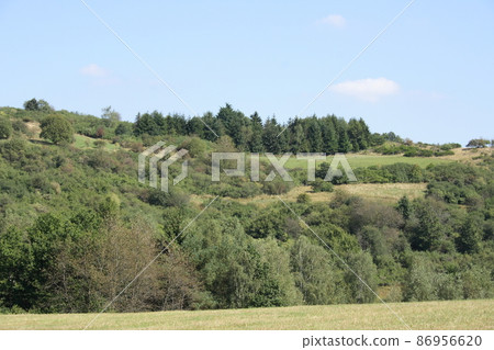 forest and meadows 86956620