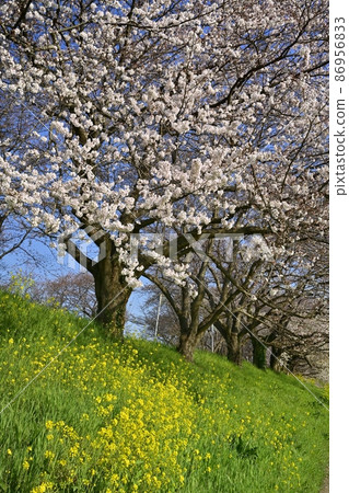 吉見町櫻塚公園一排櫻花樹上的油菜花群 86956833