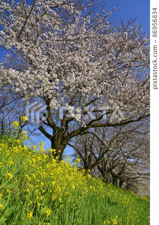 吉見町櫻塚公園一排櫻花樹上的油菜花群 86956834