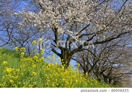 吉見町櫻塚公園一排櫻花樹上的油菜花群 86956835