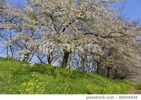 吉見町櫻塚公園一排櫻花樹上的油菜花群 86956836