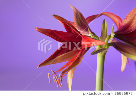 Fresh flower amaryllis 86956975