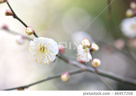 梅花白梅 梅花白梅 86957208