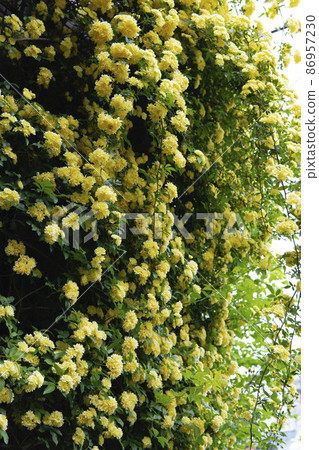 滿屏都是黃娘子銀行的玫瑰 86957230