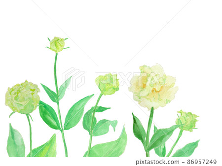 Eustoma watercolor illustration frame - Stock Illustration [86957249 ...
