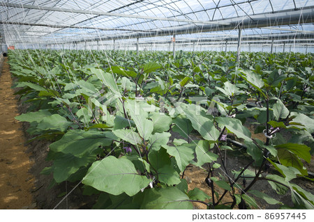 Eggplant house eggplant field house gardening 86957445