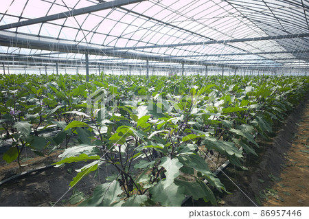 Eggplant house eggplant field house gardening 86957446