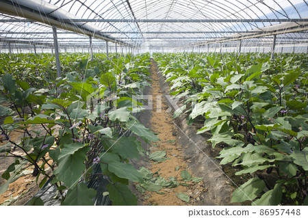 Eggplant house eggplant field house gardening Eggplant house eggplant field house gardening 86957448
