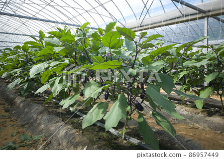 Eggplant house eggplant field house gardening 86957449