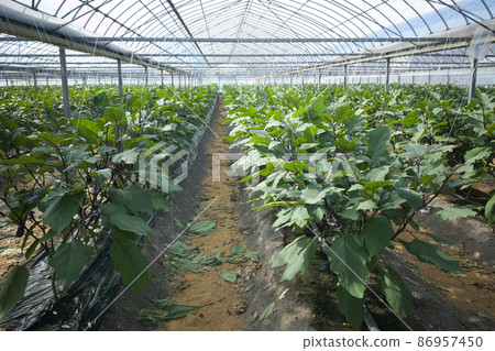 Eggplant house eggplant field house gardening Eggplant house eggplant field house gardening 86957450
