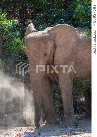 Closeup of a Desert Elephant in Namibia 86957592