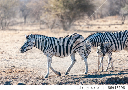 A group of Zebras in Etosha A group of Zebras in Etosha 86957598