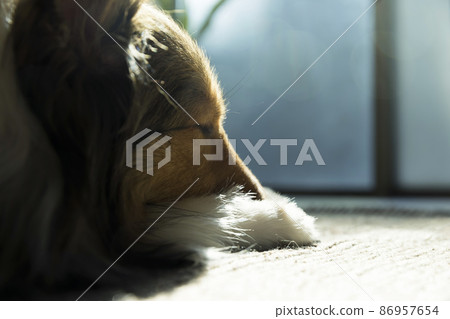 Sheltie，一隻在地毯上曬太陽的狗 86957654