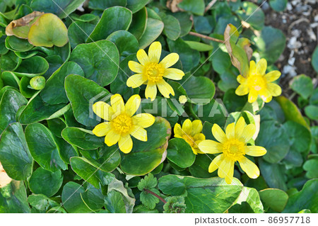 黃色小白屈菜花（冬季） 86957718