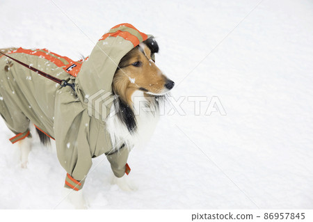 Sheltie raincoat 2024