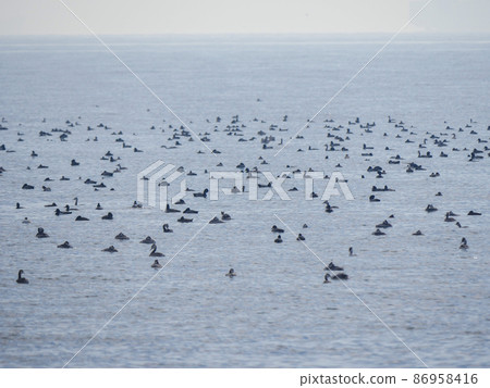 Tokyo Bay 4 ducks Tokyo Bay 4 ducks 86958416