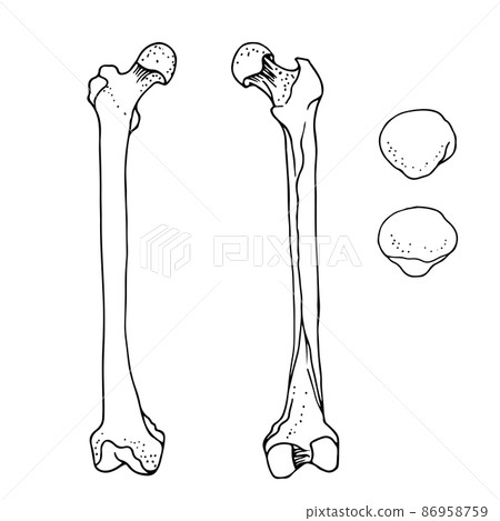 Human femur and patella, vector hand drawn illustration isolated on a white background 86958759