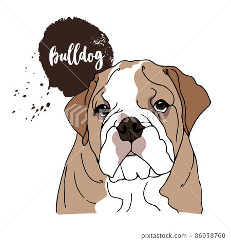 English Bulldog vector illustration, hand drawn sketch of a dog 86958760