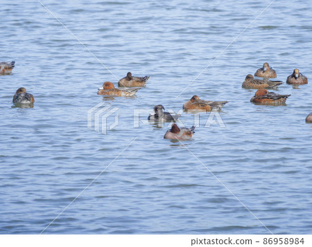 鴨子游泳的池塘 1 Wigeon 和簇絨鴨 86958984