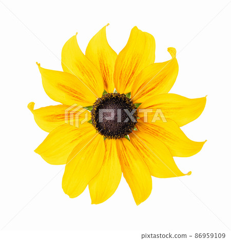 Black-eyed Susan or rudbeckia isolated on white background. Yellow flower element for your design 86959109