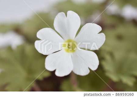 Primula Sinensis 86959160