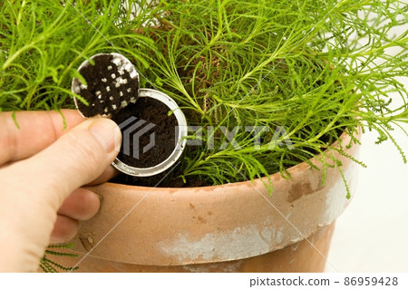 Coffee grounds from espresso coffee capsules prepared in the flowerpot. 86959428