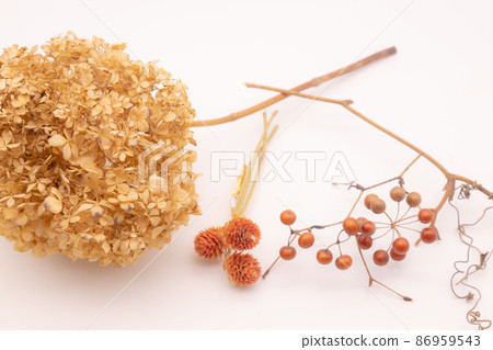 乾花秋天圖片 86959543