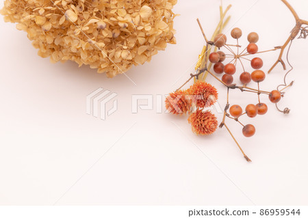 乾花秋天圖片 86959544