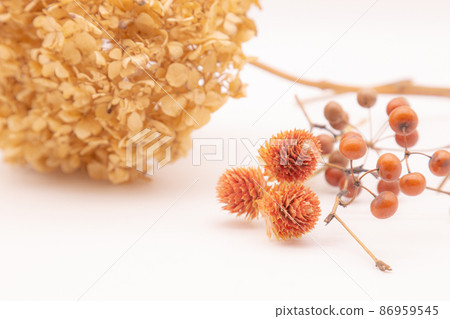 乾花秋天圖片 86959545