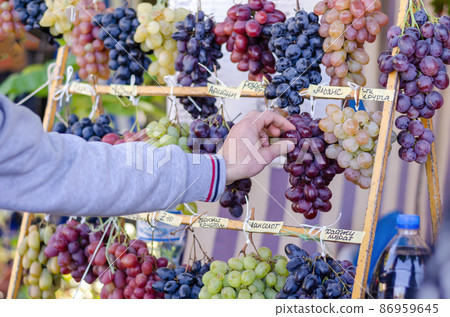 Agricultural industry. Street Traditional fair. Showcase with pomegranates ripe grapes. Buyer hand plucks berries of different varieties of grapes. Inscriptions with the names of varieties in Russian Agricultural industry. Street Traditional fair. Showcase with pomegranates ripe grapes. Buyer hand plucks berries of different varieties of grapes. Inscriptions with the names of varieties in Russian 86959645